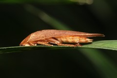 Pseudophoraspis nebulosa