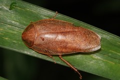 Pseudophoraspis nebulosa