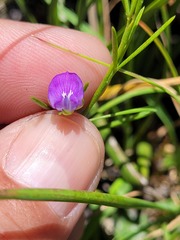 Psoralea oreophila