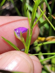Psoralea oreophila
