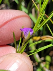 Psoralea oreophila