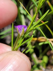 Psoralea oreophila
