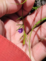 Psoralea oreophila