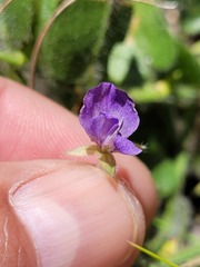 Psoralea monophylla