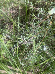 Coprosma propinqua