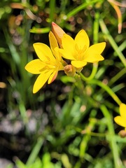 Ixia esterhuyseniae