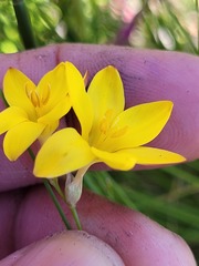 Ixia esterhuyseniae