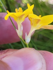 Ixia esterhuyseniae