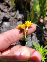 Ixia esterhuyseniae