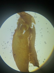 Mycena citrinomarginata