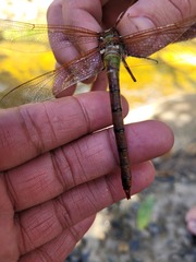 Anax speratus