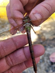 Anax speratus