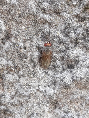 Tephrochlamys rufiventris