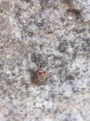 Tephrochlamys rufiventris