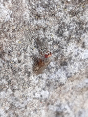 Tephrochlamys rufiventris