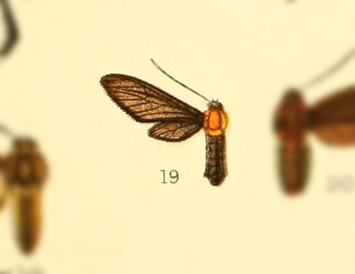 Saurita concisa