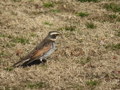Turdus eunomus