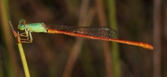 Ceriagrion whellani