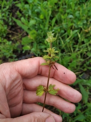 Lamium amplexicaule orientale