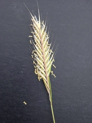 Tenaxia disticha