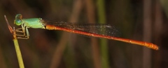 Ceriagrion whellani