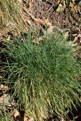 Festuca rupicola