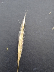 Tenaxia disticha