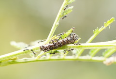 Jalmenus evagoras