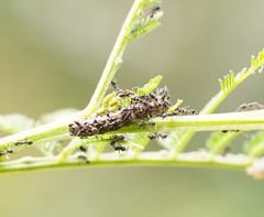 Jalmenus evagoras