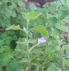 Barleria heterotricha