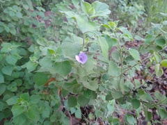 Barleria heterotricha