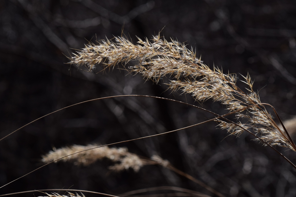 Achnatherum calamagrostis