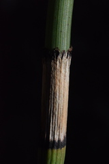 Equisetum × moorei