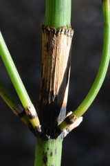 Equisetum × moorei