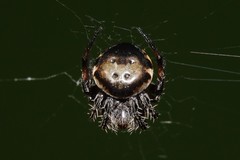 Araneus nox