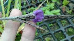 Tillandsia paleacea