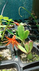 Rhipsalidopsis gaertneri