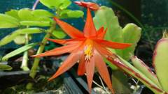 Rhipsalidopsis gaertneri