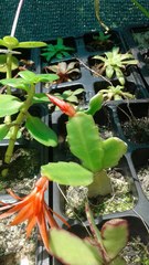 Rhipsalidopsis gaertneri