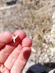 Atriplex lindleyi conduplicata