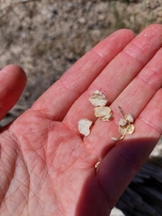 Atriplex lindleyi conduplicata