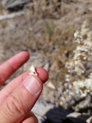 Atriplex lindleyi conduplicata