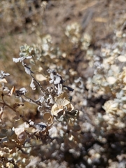 Atriplex lindleyi conduplicata