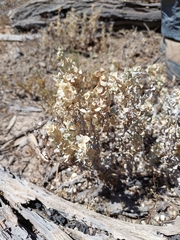 Atriplex lindleyi conduplicata