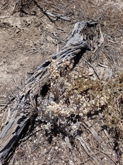Atriplex lindleyi conduplicata