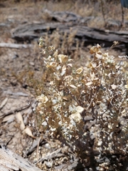 Atriplex lindleyi conduplicata