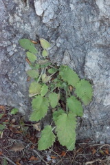 Campanula elatinoides