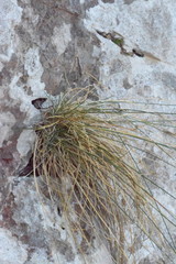 Festuca alpestris