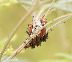 Jalmenus evagoras
