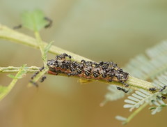 Jalmenus evagoras